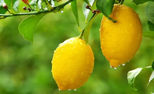 Gebelikte Limonu Eksik Etmeyin ve Pekmezden Uzak Durun