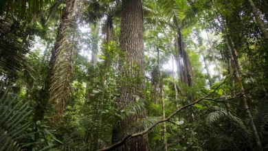 Japonya İntihar Ormanları Hakkında Korkunç Bilgiler